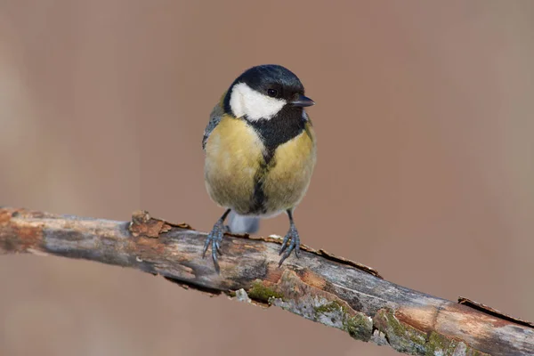 Talgoxe Parus Major Sitter Gren Med Flagnande Bark Mycket Nära — Stockfoto