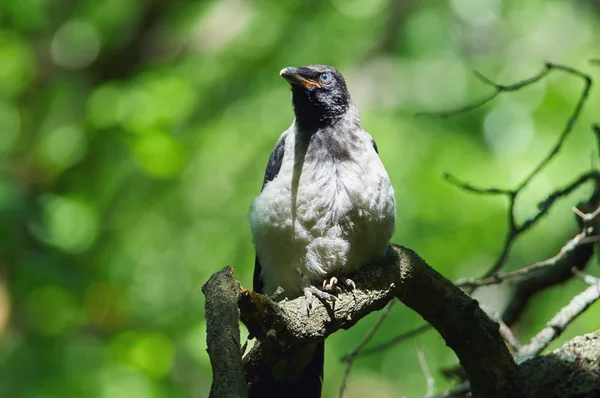 Pintainho Bico Amarelo Corvo Com Capuz Corvus Cornix Senta Ramo — Fotografia de Stock