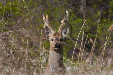 Sibirya karacası (capreolus pygargus) iz uçurumun kenarında duruyor ve dikkatle seviyesindeki görünüyor.