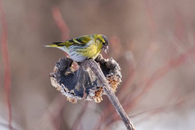 Siskin (Spinus spinus) sits on a sunflower basket and takes out the seeds. clipart