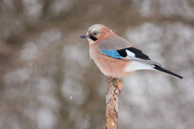 Bayağı alakarga (Garrulus glandarius) kutup bir glade ortasında oturur ve bir kar fırtınası önce yiyecek bulmak istiyor.