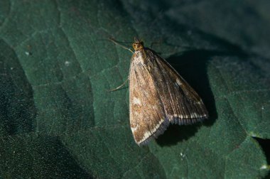 Moth (loxostege sticticalis) sits on a green leaf (macro). clipart