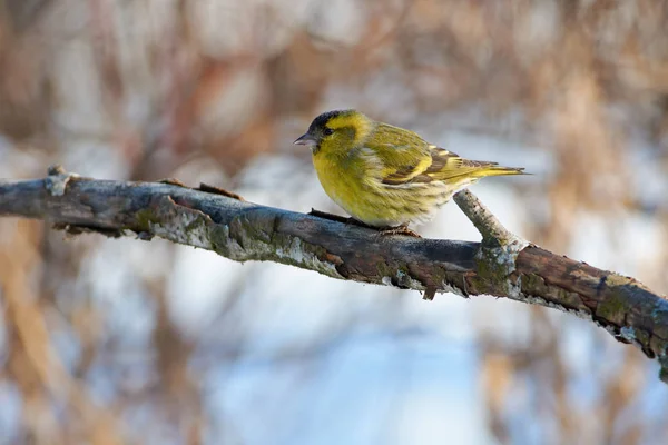 Siskin Spinus Spinus Senta Ramo Com Casca Escamosa Fundo Arbustos — Fotografia de Stock