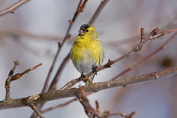 Zeisig Spinus Spinus Sitzt Auf Einem Zweig Eines Wilden Apfelbaums — Stockfoto