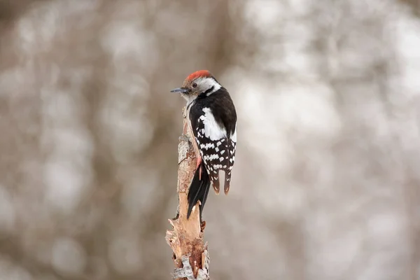 Middle Spotted Woodpecker Dendrocoptes Medius Sits Dry Oak Branch Cloudy — Stock Photo, Image