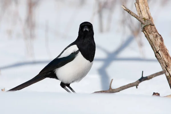 Eurasian Magpie Pica Pica Senta Neve Cuidadosamente Sternly Olhando Linha — Fotografia de Stock