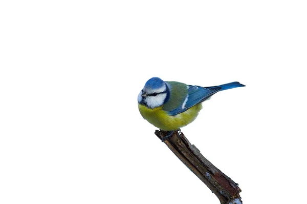 Teta Azul Cyanistes Caeruleus Está Sentado Ramo Isolado Fundo Branco — Fotografia de Stock