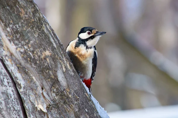 Gran Pájaro Carpintero Manchado Dendrocopos Major Sienta Tronco Árbol Mira — Foto de Stock