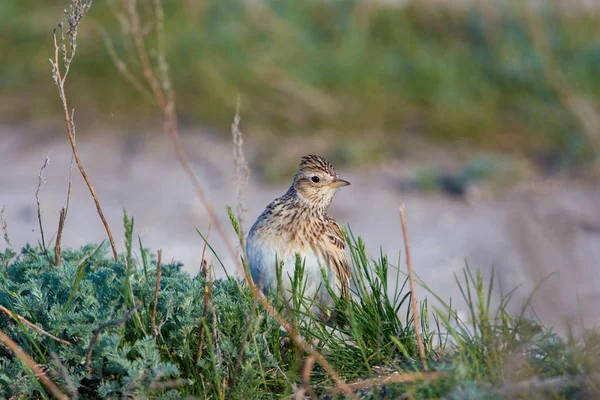 Meraktan Seyir Çim Avrasya Skylark Alauda Arvensis Oturur — Stok fotoğraf