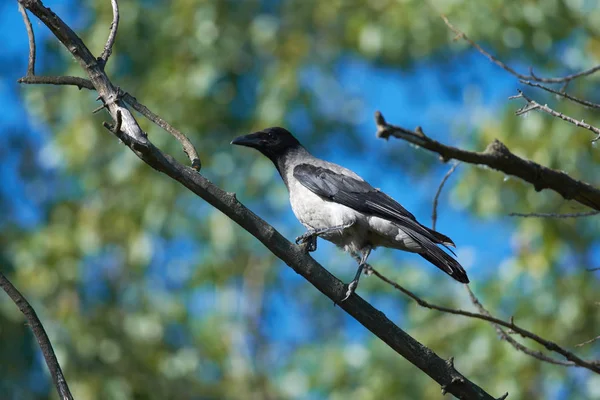 Pintainho Bico Amarelo Corvo Com Capuz Corvus Cornix Senta Ramo — Fotografia de Stock