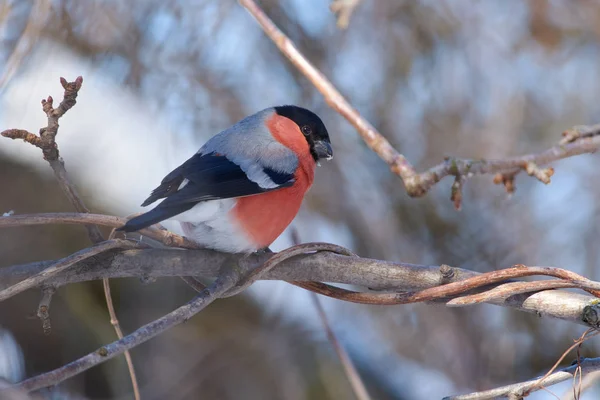 Eurasian Bullfinch Pyrrhula Pyrrhula Sits Branch Wild Apple Entwined Wild — Stock Photo, Image