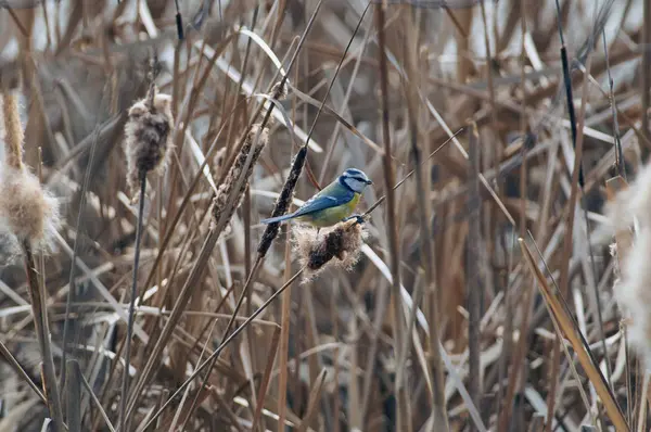 Blue Tit Cyanistes Caeruleus Sits Cattail Stalk Hunting Insects — Stock Photo, Image