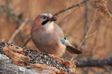 Bayağı alakarga (Garrulus glandarius) düşmüş bir oturum açma oturur ve ayçiçeği tohumu geç sonbaharda yiyor.