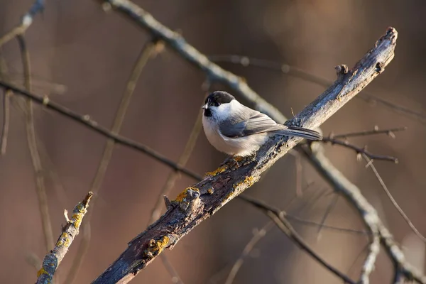 Matkop Poecile Montanus Zit Een Tak Met Een Veer Zijn — Stockfoto