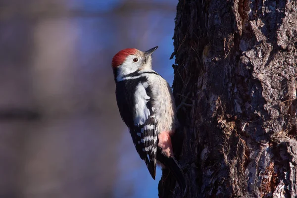 Middle Spotted Woodpecke Dendrocoptes Medius Sits Larch Trunk Forest Park — Stock Photo, Image