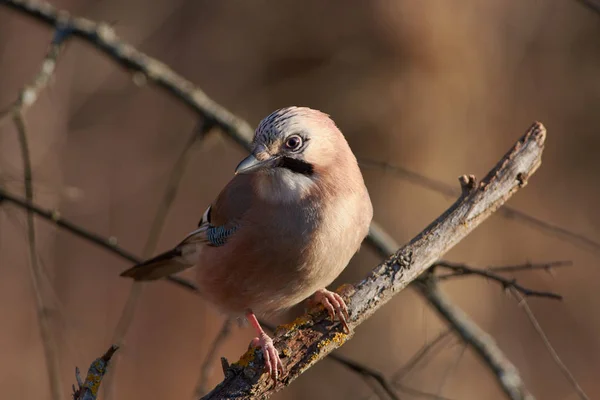 Jay Euroasiático Garrulus Glandarius Sienta Girando Cabeza Sobre Una Rama — Foto de Stock