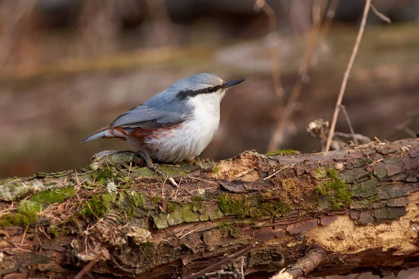 Eurasian Nuthatch Wood Nuthatch Sits Fallen Log Forest Park Late — Stock Photo, Image