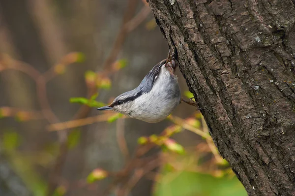 Eurasian Nuthatch Wood Nuthatch Sits Tree Trunk Its Famous Stand — Stock Photo, Image