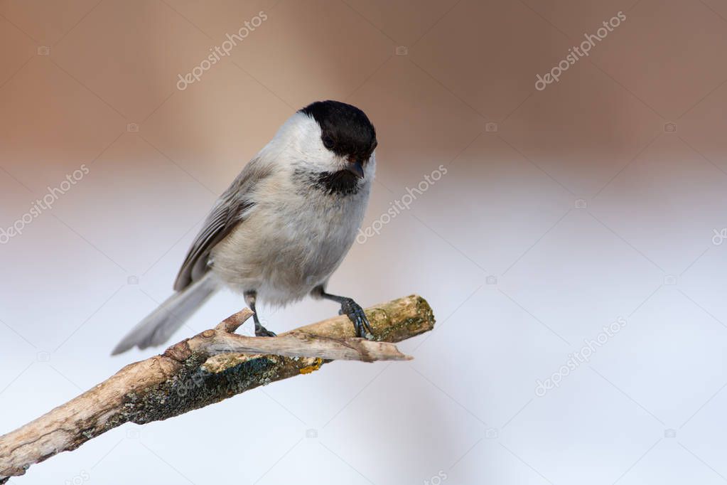 Willow tit (Poecile montanus) sits on branch sits on a dry branch in the forest in the spring.