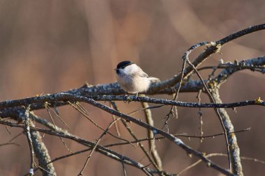 Söğüt baştankara (Poecile montanus) sonbahar orman parkta yosunlu dal.