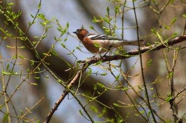 İspinoz (Fringilla coelebs) bir dal çiçek tomurcukları arasında bir açık bahar gününde oturur.
