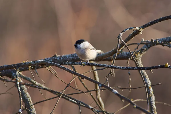 Willow Tit Poecile Montanus Mossy Branch Autumn Forest Park — Stock Photo, Image