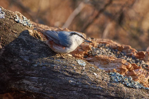 Sittelle Eurasie Sittelle Bois Trouve Sur Tronc Sec Dans Parc — Photo