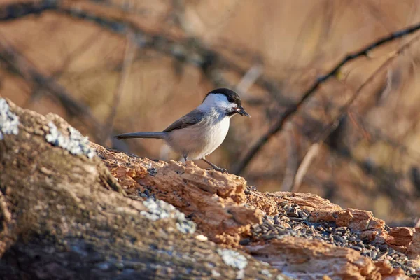 コガラ Poecile Montanus 秋の森林公園で くちばしで種子を乾燥ログ上に座っています — ストック写真