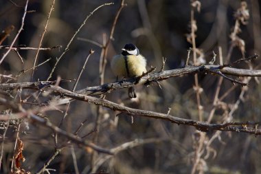 Büyük baştankara (Parus major) Bahar Orman parkta bir açıklıkta kuru bir dal oturur.