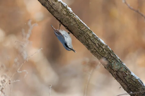 Bayağı Sıvacı Kuşu Ahşap Sıvacı Kuşu Bir Şube Gagasında Forest — Stok fotoğraf