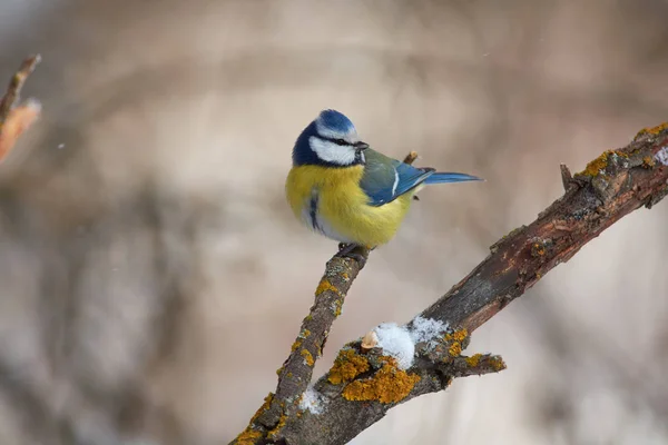 Cyanistes Caeruleus 공원에서 머리를 이끼로 덮여에 — 스톡 사진