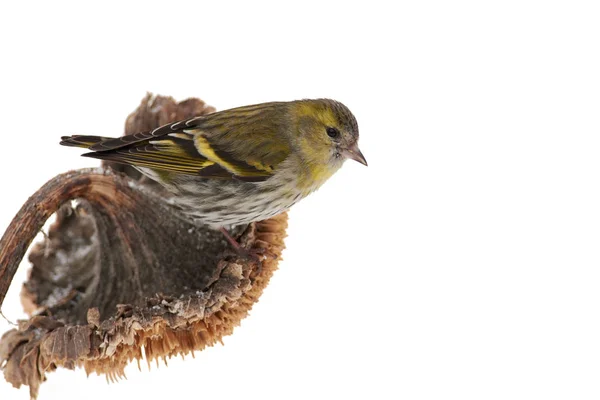 Siskin Spinus Spinus Sits Sunflower Basket Winter Forest Park Isolated — Stock Photo, Image