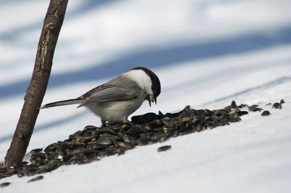 Willow tit sits in the snow on a pile of sunflower seeds and hol — Stock Photo, Image