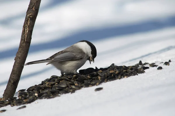 Willow tit sitter i snön på en hög med solrosfrön och hol — Stockfoto