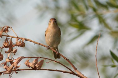Çalı kamışçını (Acrocephalus palustris) (doğruca lense arıyorum yaz çayır ortasında bir ağlayan söğüt dalı oturur).