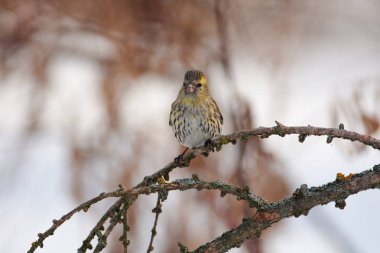 Erken ilkbaharda bir orman park keyifle larch dalında iskete (Spinus spinus) oturur.