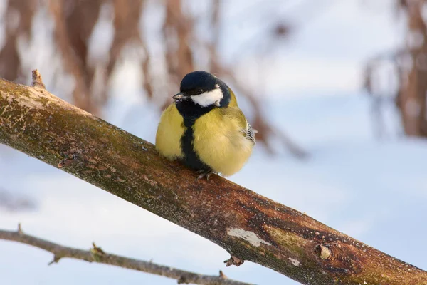 Koolmees Parus Major Zit Een Dikke Tak Bedekt Met Rijm — Stockfoto