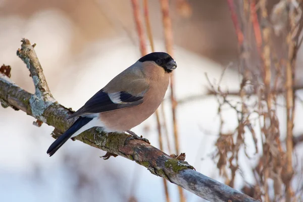 Eurasian Bullfinch Pyrrhula Pyrrhula Female Sits Branch Flaky Bark Winter — Stock Photo, Image