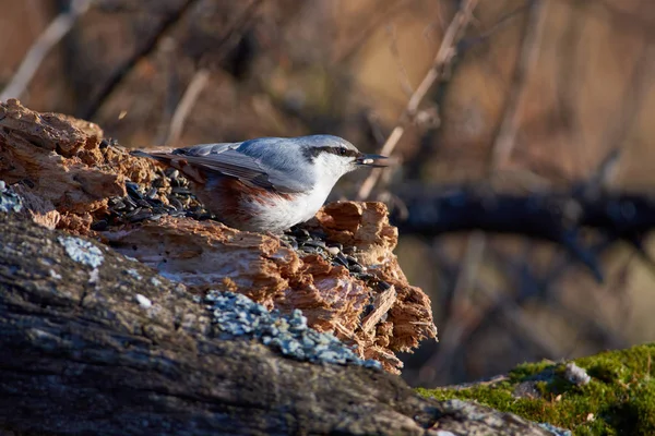 Nuthatch Eurasiático Nuthatch Madera Sienta Tronco Con Una Semilla Pico — Foto de Stock