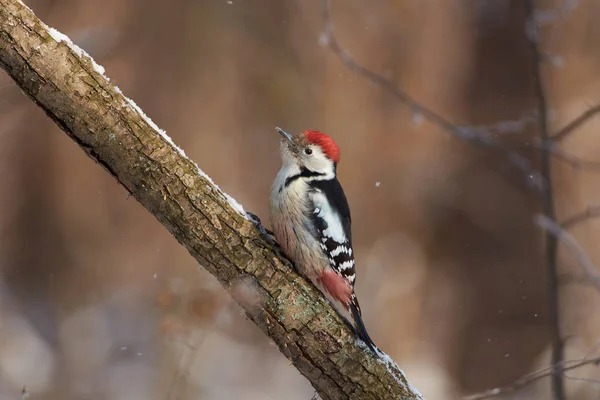 Middle Spotted Woodpecker Dendrocoptes Medius Sits Snowy Branch Forest Park — Stock Photo, Image