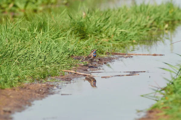 Slavík Modráček Luscinia Náhorních Stojí Pobřeží Creek Pozadí Rostoucí Trávy — Stock fotografie