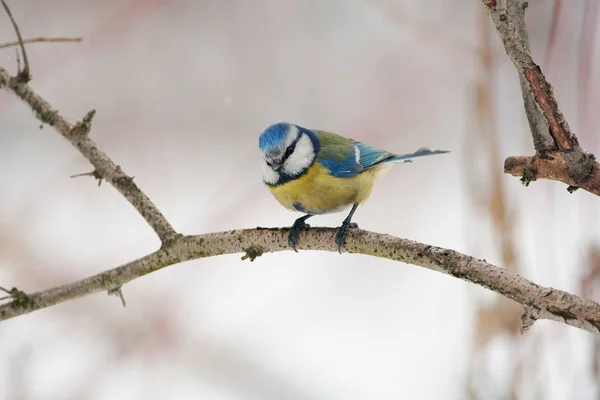 Blue Tit Cyanistes Caeruleus Sits Twig Spring Forest Park Cloudy — Stock Photo, Image