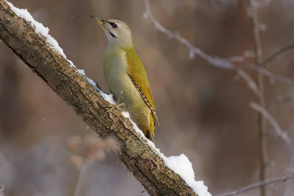 Pájaro Carpintero Cabeza Gris Picus Canus Sienta Una Rama Nevada Fotos De Stock Sin Royalties Gratis