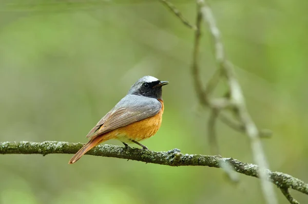 Redstart Común Phoenicurus Phoenicurus Asienta Una Rama Roble Parque Forestal Imágenes De Stock Sin Royalties Gratis