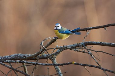 Mavi baştankara (Cyanistes caeruleus) bir kuru dalda sabah bir forest park için yapılan geç sonbaharda oturur.