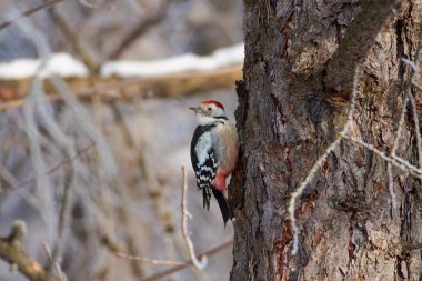 Kış ilk gününde bir orman park larch bagaja orta benekli ağaçkakan (Dendrocoptes medius) oturur.