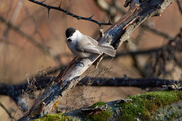 Willow Tit Poecile Montanus Sits Dry Thick Branch Forest Park — Stock Photo, Image