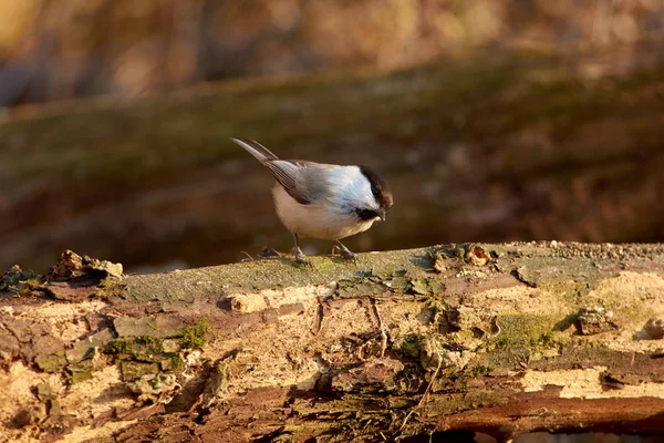 Kormosfejű Cinege Poecile Montanus Egy Száraz Fatörzs Ban Egy Park — Stock Fotó