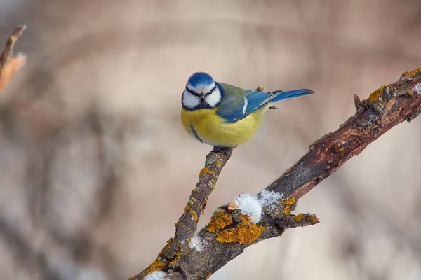 Γαλαζοπαπαδίτσα Cyanistes Caeruleus Που Κάθεται Ένα Κλαδί Χιονισμένο Ένα Δασικό — Φωτογραφία Αρχείου