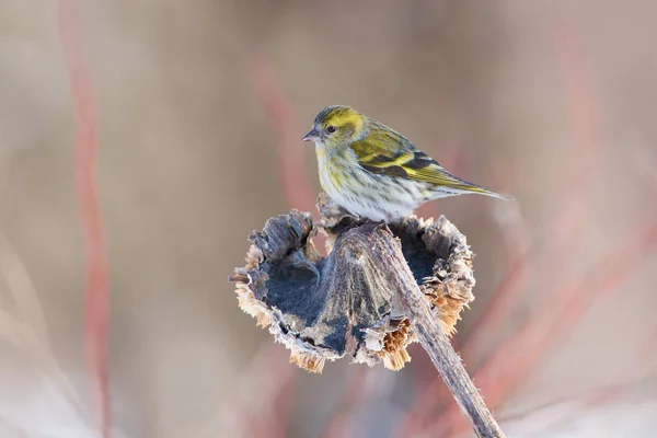 Zeisig Spinus Spinus Sitzt Auf Einem Sonnenblumenkorb Frühlingswaldpark — Stockfoto